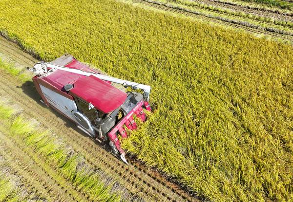 수확기 산지 쌀값 하락세, 햅쌀은 얼마?