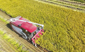 수확기 산지 쌀값 하락세, 햅쌀은 얼마?