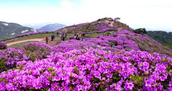 합천 황매산·창녕 화왕산에 분홍 봄…철쭉제 개최·진달래 만개