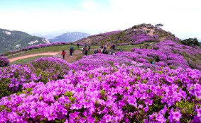 합천 황매산·창녕 화왕산에 분홍 봄…철쭉제 개최·진달래 만개